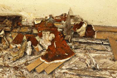 Dry Rot Remediation in Arvada, CO