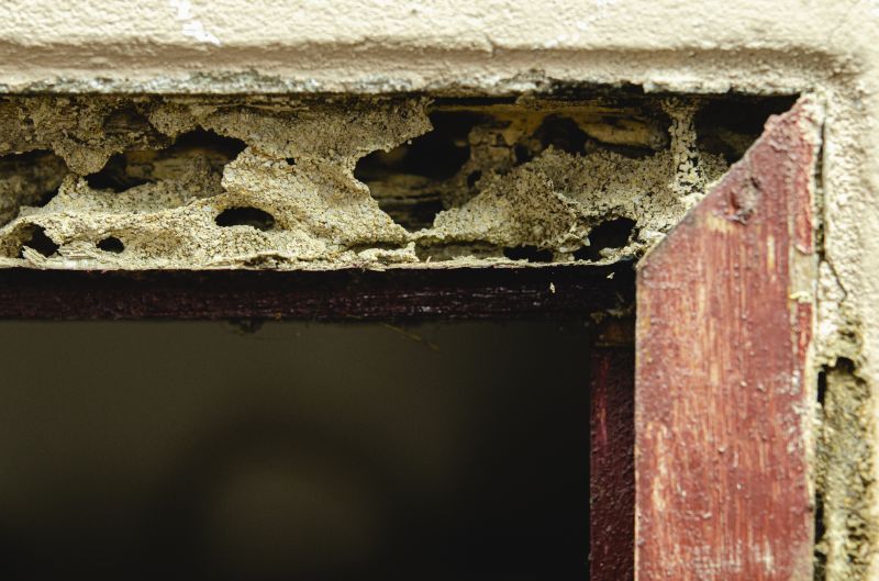 Dry Rot Repair in Longmont, CO