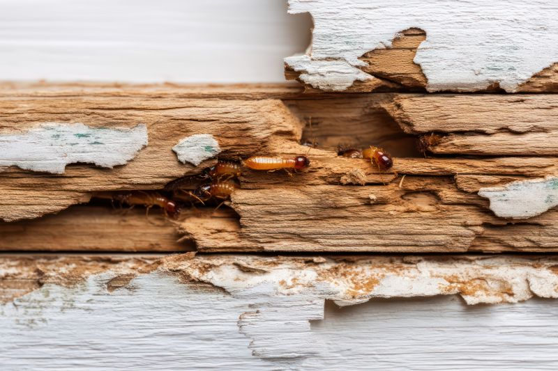 Pest Damage Repair in Wilmington, NC