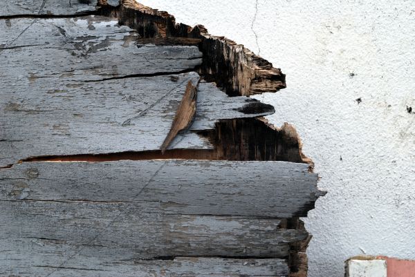 Grow your Wood Deterioration Restoration business