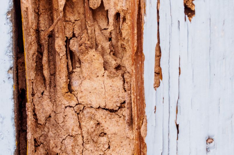 Dry Rot Remediation in Denver, CO