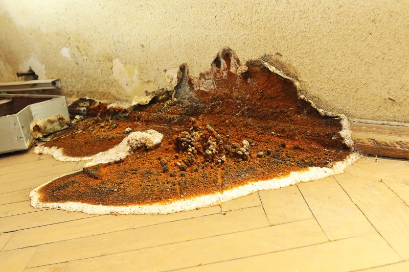 Dry Rot Remediation in Boulder, CO