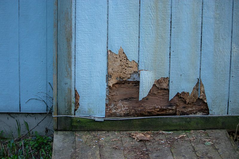 Pest Damage Repair in Kansas City, MO