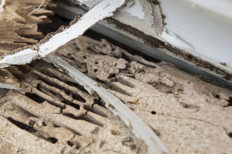 Termite Damage Restoration in Overland Park, KS