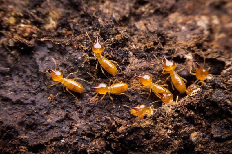 Termite Damage Restoration in Kansas City, MO