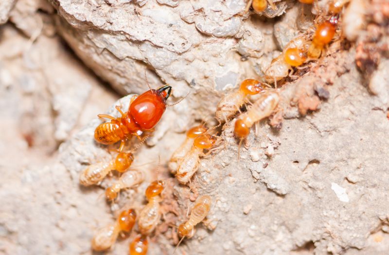 Termite Damage Restoration in Wilmington, NC