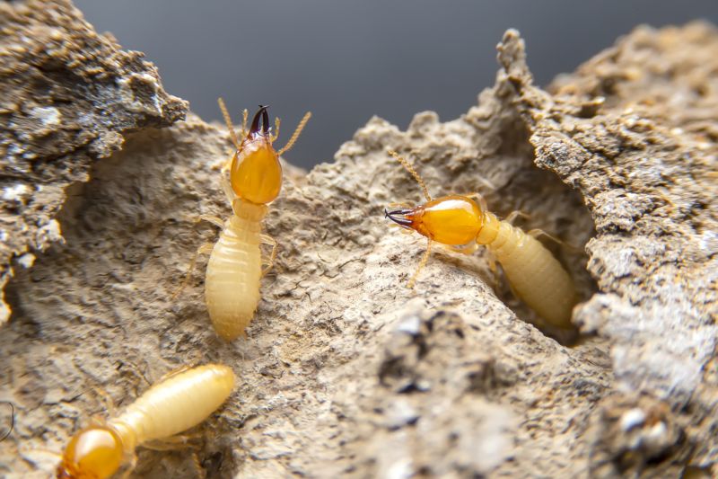 Termite Damage Restoration in Conroe, TX