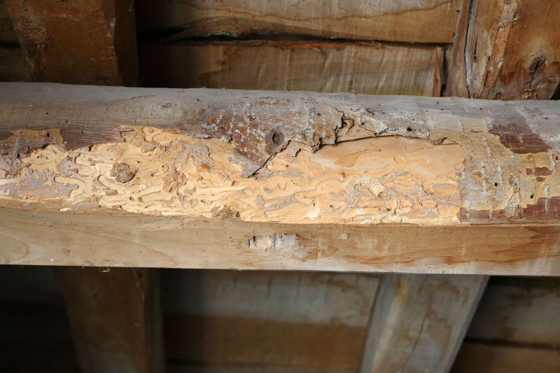 Wood Deterioration Restoration